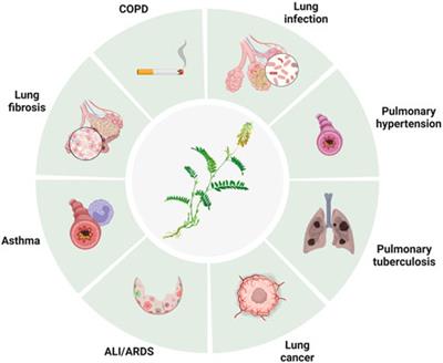 Pharmacological effects of baicalin in lung diseases